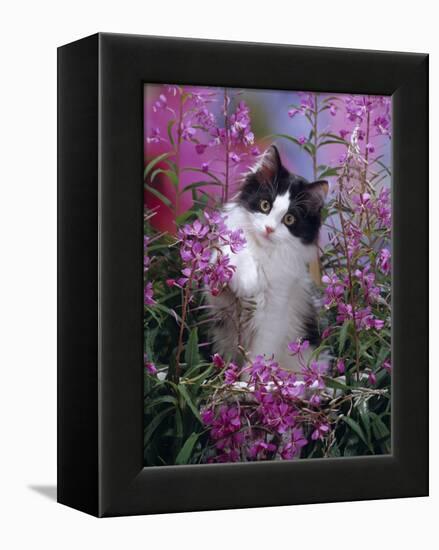 Domestic Cat, Black Bicolour Persian-Cross Kitten Among Rosebay Willowherb-Jane Burton-Framed Premier Image Canvas