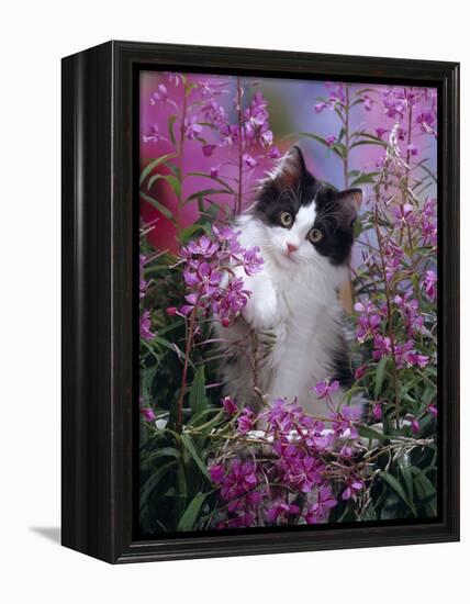 Domestic Cat, Black Bicolour Persian-Cross Kitten Among Rosebay Willowherb-Jane Burton-Framed Premier Image Canvas