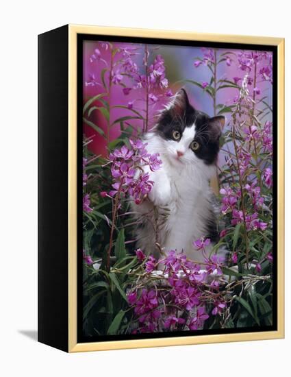 Domestic Cat, Black Bicolour Persian-Cross Kitten Among Rosebay Willowherb-Jane Burton-Framed Premier Image Canvas