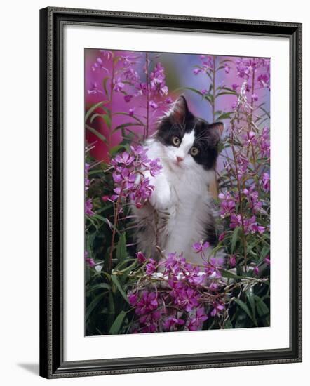 Domestic Cat, Black Bicolour Persian-Cross Kitten Among Rosebay Willowherb-Jane Burton-Framed Photographic Print