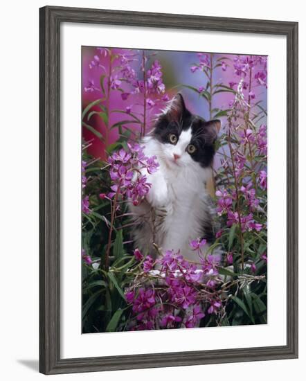 Domestic Cat, Black Bicolour Persian-Cross Kitten Among Rosebay Willowherb-Jane Burton-Framed Photographic Print