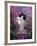 Domestic Cat, Black Bicolour Persian-Cross Kitten Among Rosebay Willowherb-Jane Burton-Framed Photographic Print