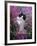 Domestic Cat, Black Bicolour Persian-Cross Kitten Among Rosebay Willowherb-Jane Burton-Framed Photographic Print