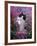 Domestic Cat, Black Bicolour Persian-Cross Kitten Among Rosebay Willowherb-Jane Burton-Framed Photographic Print