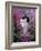 Domestic Cat, Black Bicolour Persian-Cross Kitten Among Rosebay Willowherb-Jane Burton-Framed Photographic Print