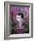 Domestic Cat, Black Bicolour Persian-Cross Kitten Among Rosebay Willowherb-Jane Burton-Framed Photographic Print