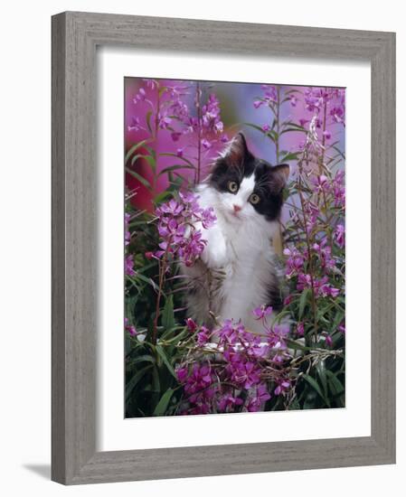 Domestic Cat, Black Bicolour Persian-Cross Kitten Among Rosebay Willowherb-Jane Burton-Framed Photographic Print