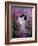 Domestic Cat, Black Bicolour Persian-Cross Kitten Among Rosebay Willowherb-Jane Burton-Framed Photographic Print