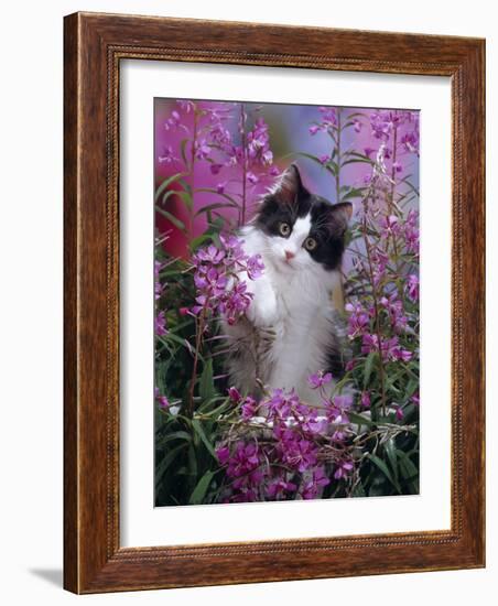 Domestic Cat, Black Bicolour Persian-Cross Kitten Among Rosebay Willowherb-Jane Burton-Framed Photographic Print