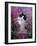 Domestic Cat, Black Bicolour Persian-Cross Kitten Among Rosebay Willowherb-Jane Burton-Framed Photographic Print