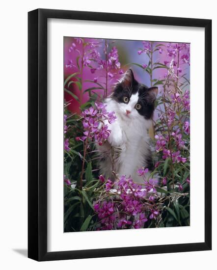 Domestic Cat, Black Bicolour Persian-Cross Kitten Among Rosebay Willowherb-Jane Burton-Framed Photographic Print