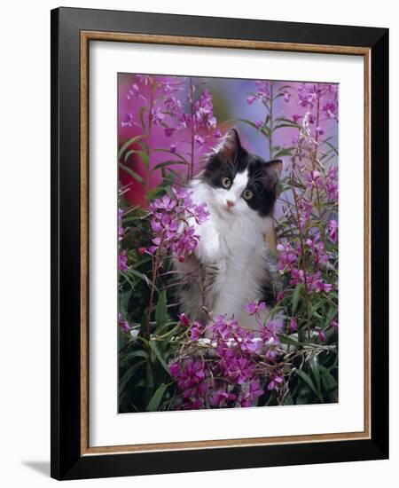 Domestic Cat, Black Bicolour Persian-Cross Kitten Among Rosebay Willowherb-Jane Burton-Framed Photographic Print