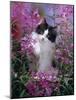 Domestic Cat, Black Bicolour Persian-Cross Kitten Among Rosebay Willowherb-Jane Burton-Mounted Photographic Print