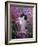 Domestic Cat, Black Bicolour Persian-Cross Kitten Among Rosebay Willowherb-Jane Burton-Framed Photographic Print