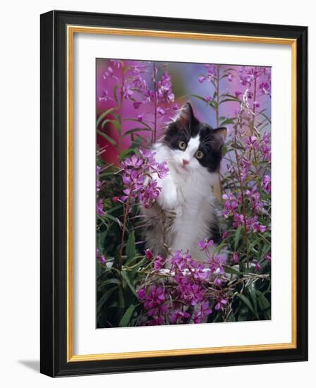 Domestic Cat, Black Bicolour Persian-Cross Kitten Among Rosebay Willowherb-Jane Burton-Framed Photographic Print