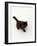 Domestic Cat, Black Fluffy Kitten Looking Up, Viewed from Above-Jane Burton-Framed Photographic Print