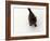 Domestic Cat, Black Fluffy Kitten Looking Up, Viewed from Above-Jane Burton-Framed Photographic Print