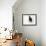 Domestic Cat, Black Fluffy Kitten Looking Up, Viewed from Above-Jane Burton-Framed Photographic Print displayed on a wall