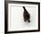 Domestic Cat, Black Fluffy Kitten Looking Up, Viewed from Above-Jane Burton-Framed Photographic Print