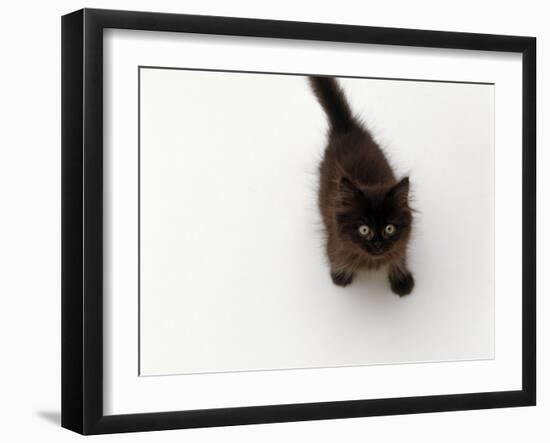 Domestic Cat, Black Fluffy Kitten Looking Up, Viewed from Above-Jane Burton-Framed Photographic Print