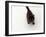 Domestic Cat, Black Fluffy Kitten Looking Up, Viewed from Above-Jane Burton-Framed Photographic Print