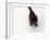 Domestic Cat, Black Fluffy Kitten Looking Up, Viewed from Above-Jane Burton-Framed Photographic Print