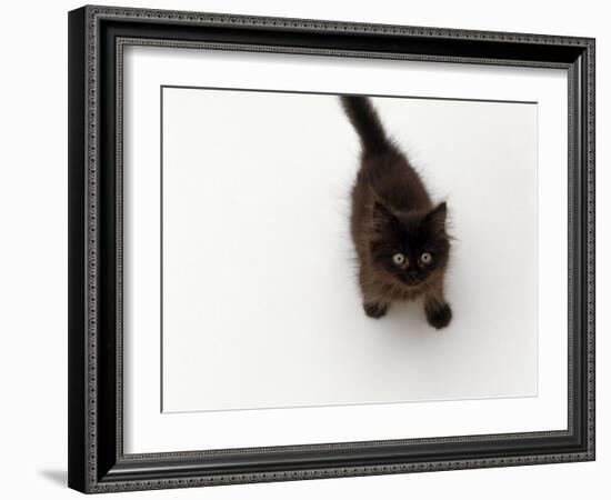 Domestic Cat, Black Fluffy Kitten Looking Up, Viewed from Above-Jane Burton-Framed Photographic Print