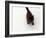 Domestic Cat, Black Fluffy Kitten Looking Up, Viewed from Above-Jane Burton-Framed Photographic Print