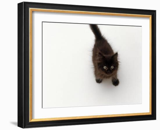 Domestic Cat, Black Fluffy Kitten Looking Up, Viewed from Above-Jane Burton-Framed Photographic Print