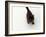 Domestic Cat, Black Fluffy Kitten Looking Up, Viewed from Above-Jane Burton-Framed Photographic Print