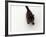 Domestic Cat, Black Fluffy Kitten Looking Up, Viewed from Above-Jane Burton-Framed Photographic Print