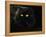 Domestic Cat, Black Persian Female at Night, Yellow Eyes Shining-Jane Burton-Framed Premier Image Canvas