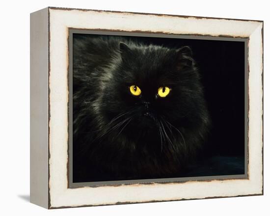 Domestic Cat, Black Persian Female at Night, Yellow Eyes Shining-Jane Burton-Framed Premier Image Canvas