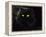 Domestic Cat, Black Persian Female at Night, Yellow Eyes Shining-Jane Burton-Framed Premier Image Canvas