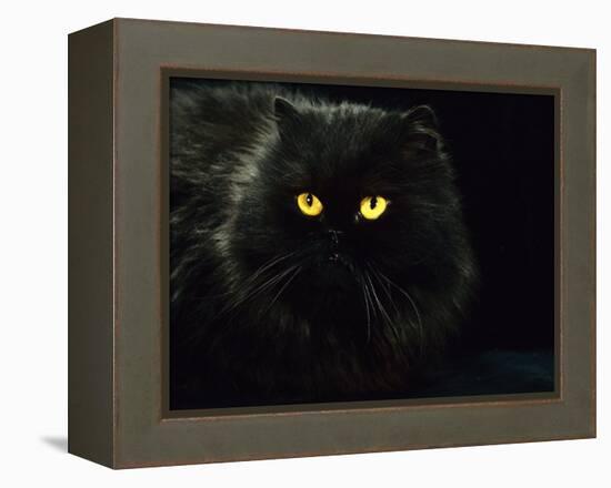 Domestic Cat, Black Persian Female at Night, Yellow Eyes Shining-Jane Burton-Framed Premier Image Canvas