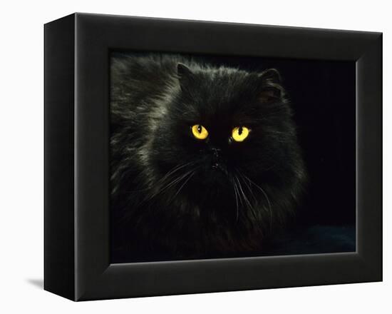 Domestic Cat, Black Persian Female at Night, Yellow Eyes Shining-Jane Burton-Framed Premier Image Canvas