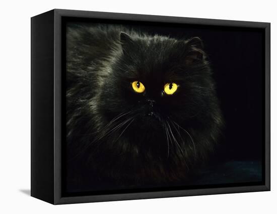 Domestic Cat, Black Persian Female at Night, Yellow Eyes Shining-Jane Burton-Framed Premier Image Canvas