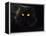 Domestic Cat, Black Persian Female at Night, Yellow Eyes Shining-Jane Burton-Framed Premier Image Canvas