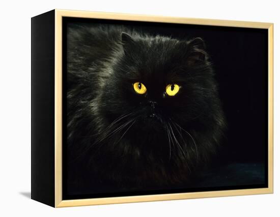 Domestic Cat, Black Persian Female at Night, Yellow Eyes Shining-Jane Burton-Framed Premier Image Canvas