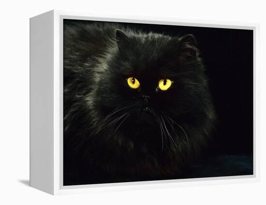 Domestic Cat, Black Persian Female at Night, Yellow Eyes Shining-Jane Burton-Framed Premier Image Canvas