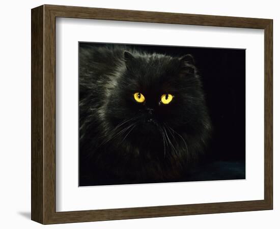 Domestic Cat, Black Persian Female at Night, Yellow Eyes Shining-Jane Burton-Framed Premium Photographic Print