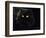 Domestic Cat, Black Persian Female at Night, Yellow Eyes Shining-Jane Burton-Framed Premium Photographic Print