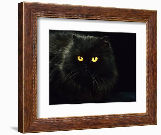 Domestic Cat, Black Persian Female at Night, Yellow Eyes Shining-Jane Burton-Framed Premium Photographic Print