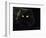 Domestic Cat, Black Persian Female at Night, Yellow Eyes Shining-Jane Burton-Framed Premium Photographic Print