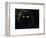 Domestic Cat, Black Persian Female at Night, Yellow Eyes Shining-Jane Burton-Framed Premium Photographic Print