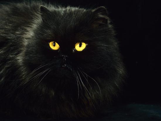 Domestic Cat Black Persian Female At Night Yellow Eyes Shining Photographic Print Jane Burton Art Com