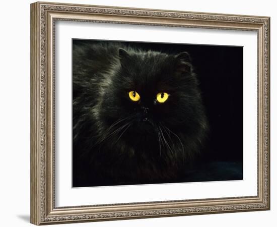 Domestic Cat, Black Persian Female at Night, Yellow Eyes Shining-Jane Burton-Framed Photographic Print