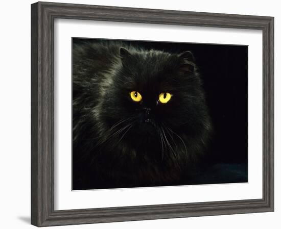 Domestic Cat, Black Persian Female at Night, Yellow Eyes Shining-Jane Burton-Framed Photographic Print