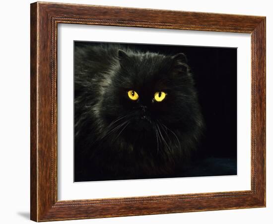 Domestic Cat, Black Persian Female at Night, Yellow Eyes Shining-Jane Burton-Framed Photographic Print