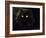 Domestic Cat, Black Persian Female at Night, Yellow Eyes Shining-Jane Burton-Framed Photographic Print